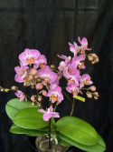 Phalaenopsis multi. \'Honeybee\' - Brudorkidé
