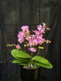 Phalaenopsis multi. \'Honeybee\' - Brudorkidé