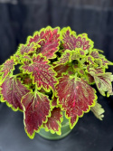 Coleus \'Bourbon Street\' - Palettblad