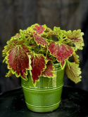 Coleus \'Bourbon Street\' - Palettblad