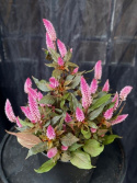 Celosia \'Wild Pink\' - Plymört