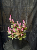 Celosia \'Wild Pink\' - Plymört