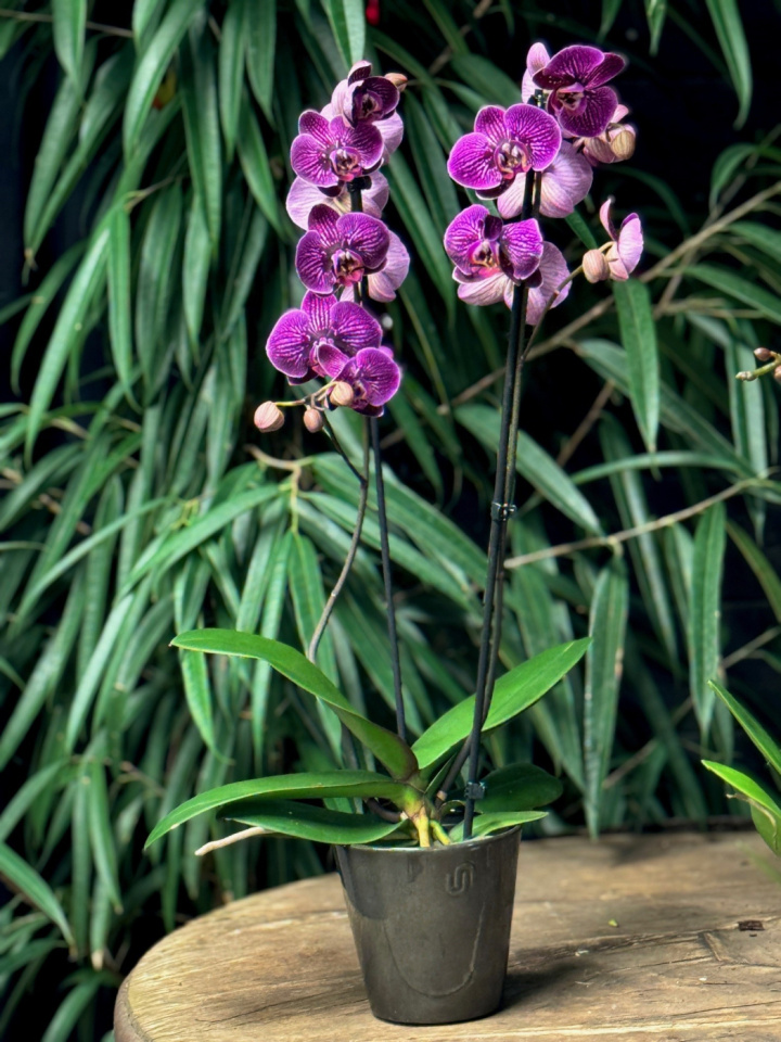 Orkidékruka i gruppen Odla & Tillbehör / Krukor & Fat / Innekrukor hos Åsby Hem & Trädgård (191908)