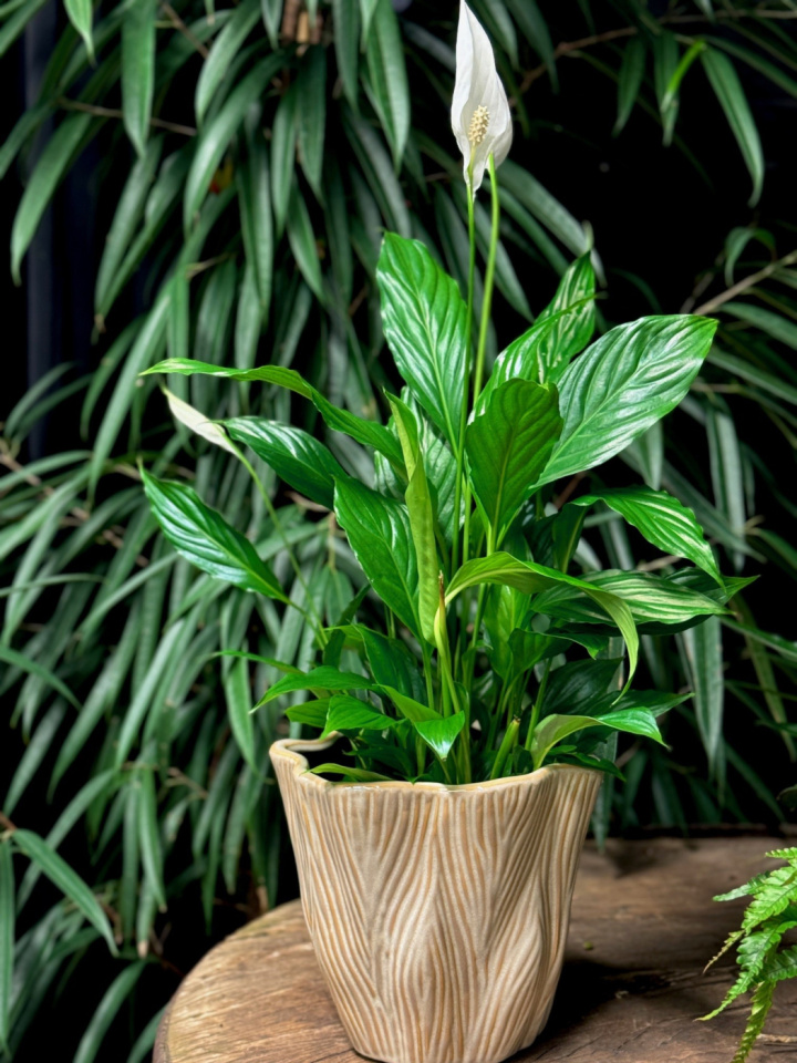 Kruka Vågig Beige Stor i gruppen Odla & Tillbehör / Krukor & Fat / Innekrukor hos Åsby Hem & Trädgård (191939)