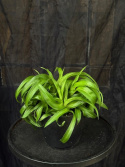 Chlorophytum comosum \'Green Bonnie\' - Ampellilja