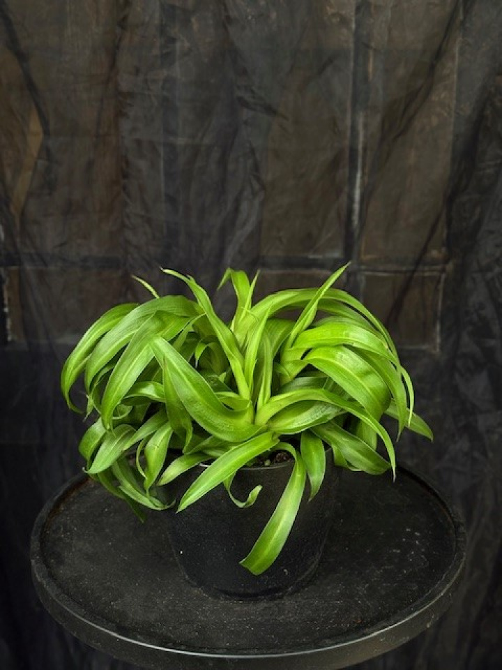 Chlorophytum comosum \'Green Bonnie\' - Ampellilja i gruppen Växter / Krukväxter / Gröna växter/bladväxter hos Åsby Hem & Trädgård (192057)
