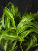 Chlorophytum comosum \'Green Bonnie\' - Ampellilja