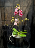 Phalaenopsis \'Limited 42\' - Brudorkidé