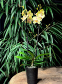 Phalaenopsis Limited 8