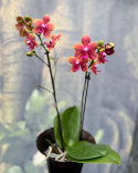 Phalaenopsis multi. Bolgheri