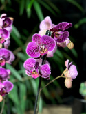 Phalaenopsis Limited 22