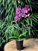 Phalaenopsis Limited 22