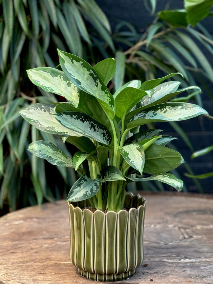 Aglaonema Jubilee i gruppen Växter / Krukväxter / Gröna växter/bladväxter hos Åsby Hem & Trädgård (193994)