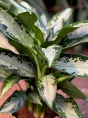 Aglaonema Jubilee