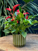 Anthurium andr. Roja
