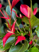 Anthurium andr. Roja