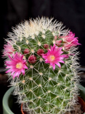 Mammillaria ernestii