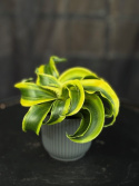 Dracaena frag. \'Tornado\' - Tätdracaena