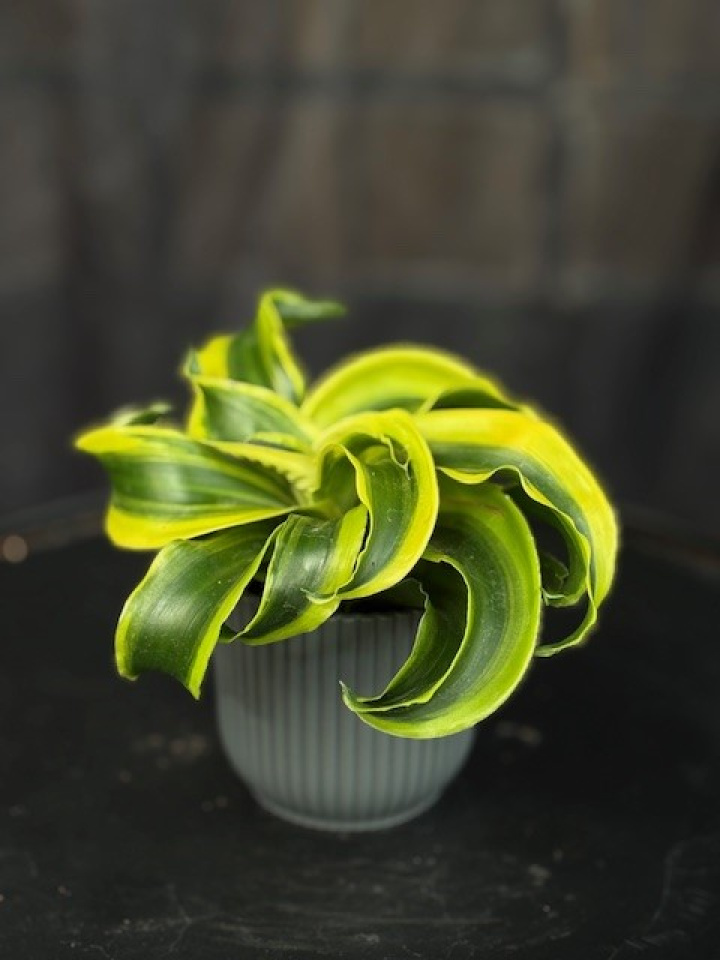 Dracaena frag. \'Tornado\' - Tätdracaena i gruppen Växter / Krukväxter / Gröna växter/bladväxter hos Åsby Hem & Trädgård (194318)
