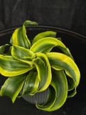 Dracaena frag. \'Tornado\' - Tätdracaena