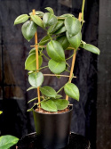 Hoya calycina Stargazer