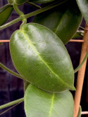 Hoya calycina Stargazer