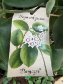 Hoya calycina Stargazer