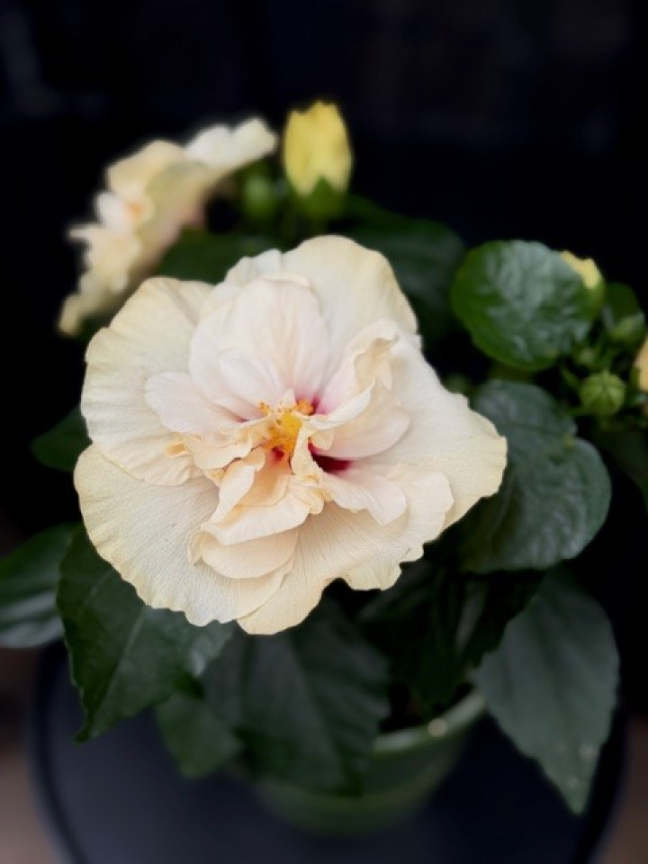 Hibiscus \'Adoniscus Dubbel vit\' - Hibiskus i gruppen Växter / Krukväxter / Blommande växter hos Åsby Hem & Trädgård (194569)