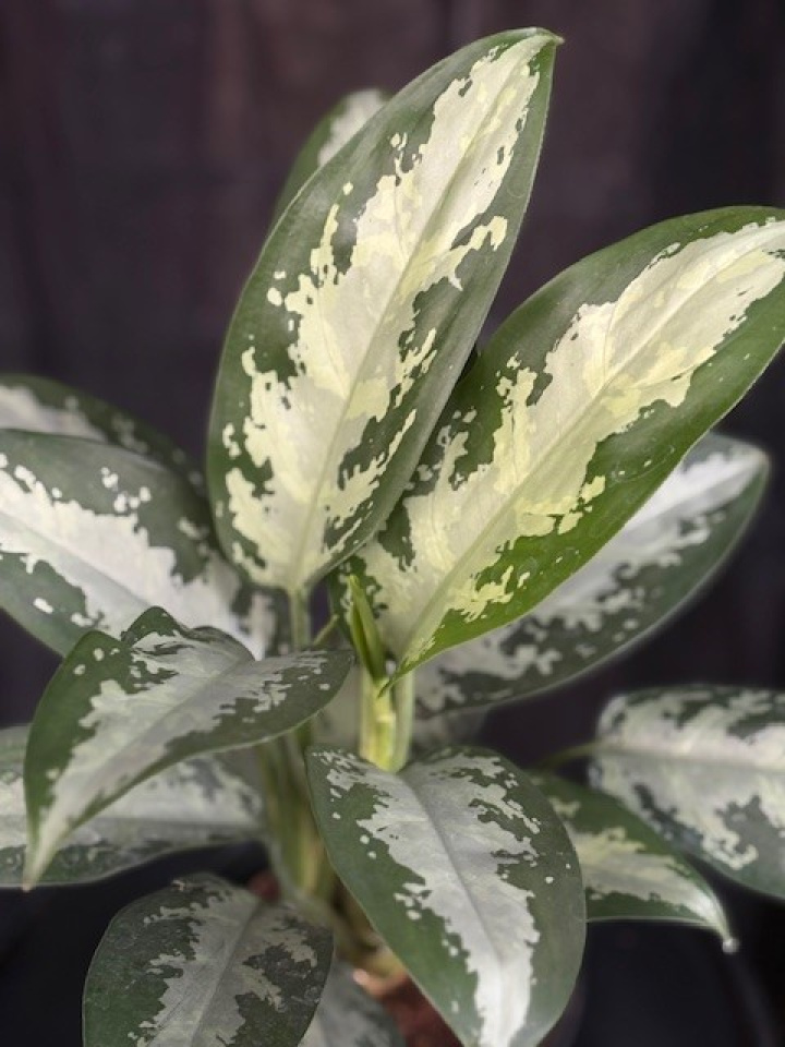 Aglaonema \'Jubilee\'- Silverkalla i gruppen Växter / Krukväxter / Gröna växter/bladväxter hos Åsby Hem & Trädgård (194666)