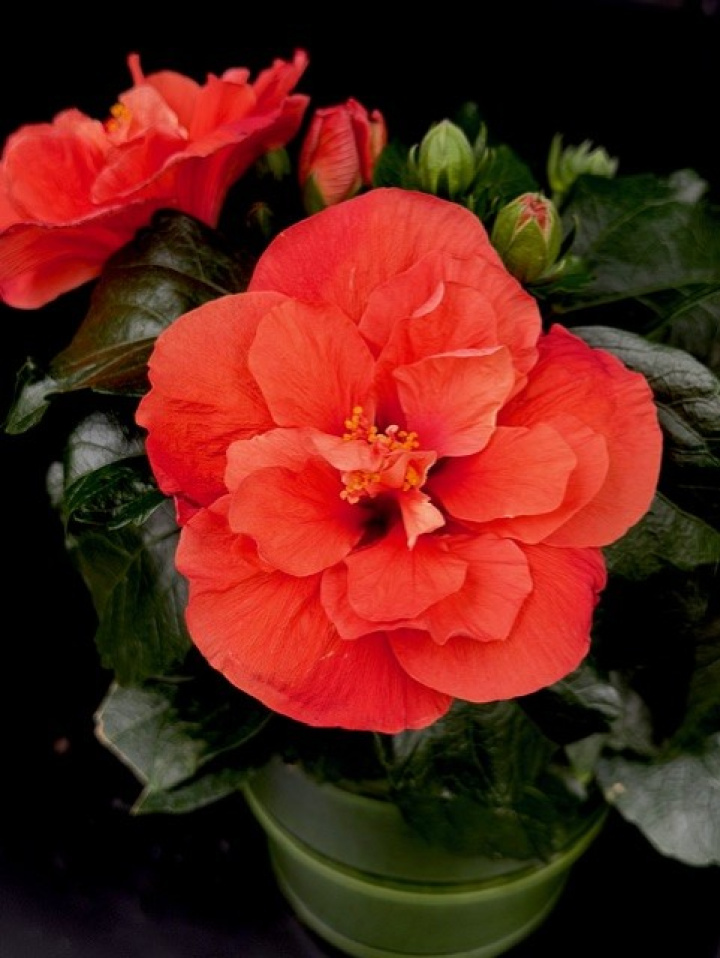 Hibiscus Adoniscus Dubbel orange i gruppen Växter / Krukväxter / Blommande växter hos Åsby Hem & Trädgård (194674)