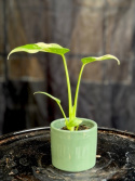 Monstera deliciosa Thai Constellation