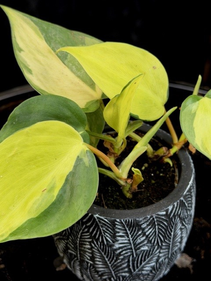 Philodendron scandens Brasil i gruppen Växter / Krukväxter / Gröna växter/bladväxter hos Åsby Hem & Trädgård (194695)