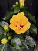 Hibiscus Adoniscus Dubbel gul
