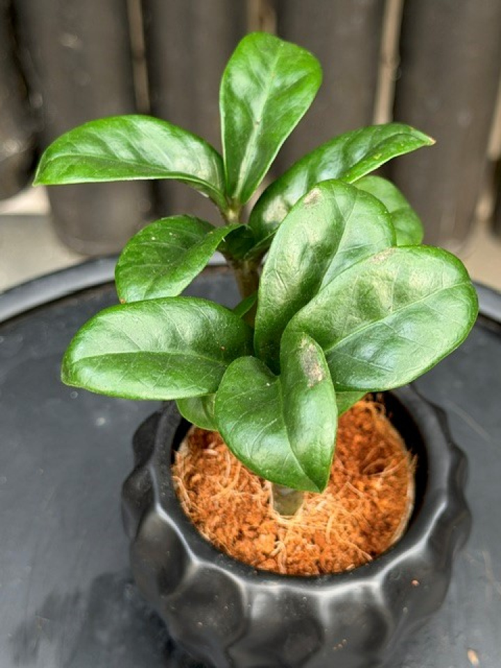 Zamioculcas \'Zenzi\' - Garderobsblomma i gruppen Växter / Krukväxter / Gröna växter/bladväxter hos Åsby Hem & Trädgård (195215)