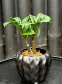 Zamioculcas \'Zenzi\' - Garderobsblomma