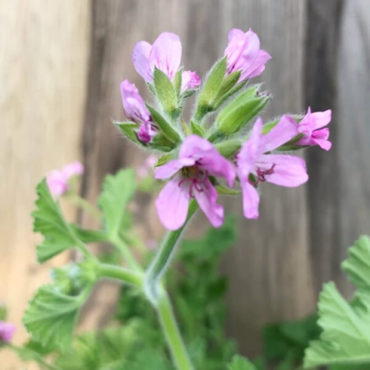 Pelargonium Attar of Roses i gruppen Växter / Krukväxter / Pelargoner hos Åsby Hem & Trädgård (195216)