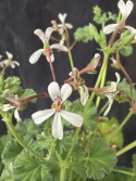 Pelargonium x fragrans - Doftpelargon (Marias Blomma)