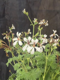Pelargonium x fragrans - Doftpelargon (Marias Blomma)