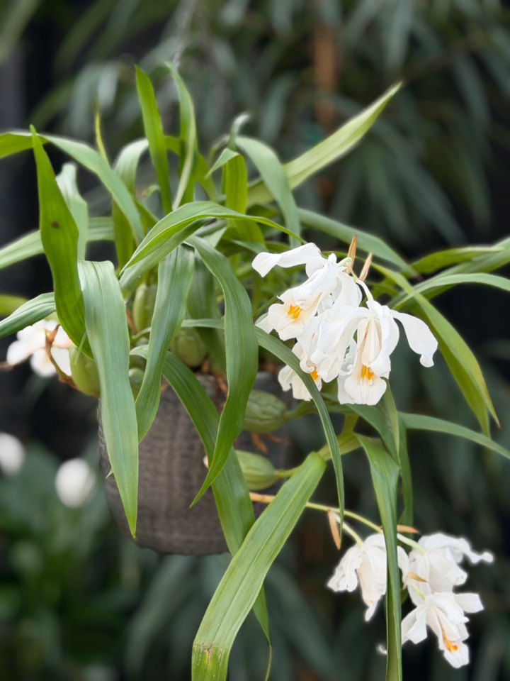 Coelogyne cristata i gruppen Växter / Krukväxter / Orkidéer hos Åsby Hem & Trädgård (195401)