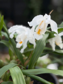 Coelogyne cristata