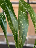 Aspidistra Milkyway - Ungkarlsblomma 