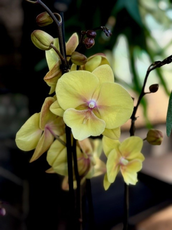 Phalaenopsis Manta Palau i gruppen Växter / Krukväxter / Orkidéer hos Åsby Hem & Trädgård (195664)