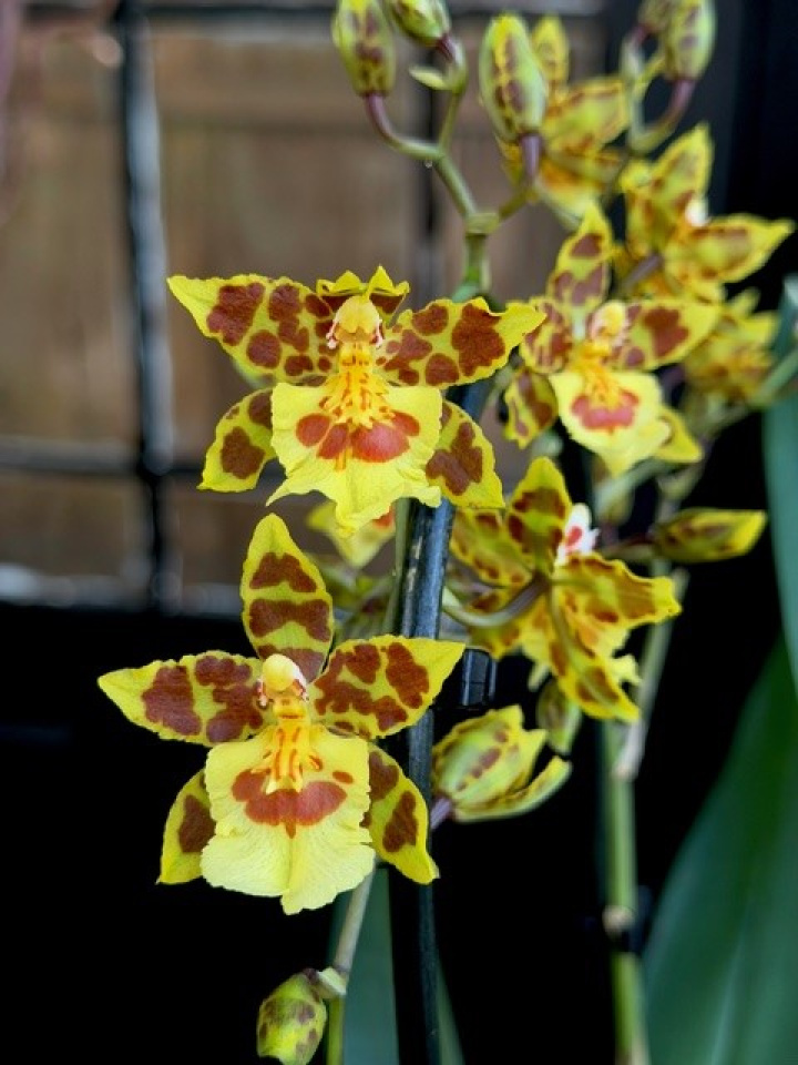 Colmanara Pacific Sunset i gruppen Växter / Krukväxter / Orkidéer hos Åsby Hem & Trädgård (195667)