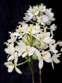 Epidendrum Ballerina Vit