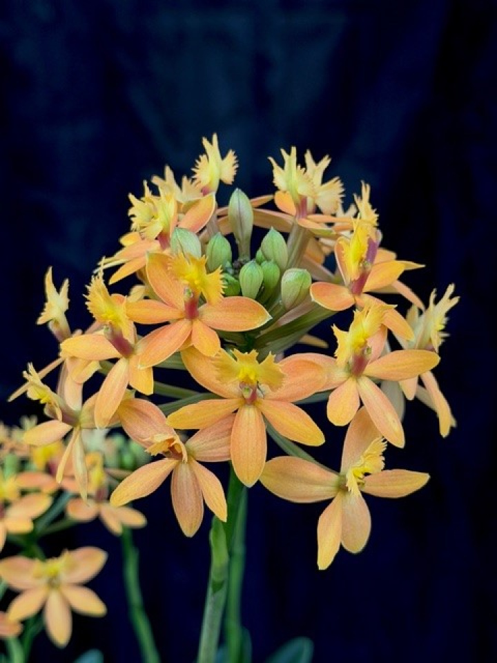 Epidendrum Ballerina Gul i gruppen Växter / Krukväxter / Orkidéer hos Åsby Hem & Trädgård (195700)
