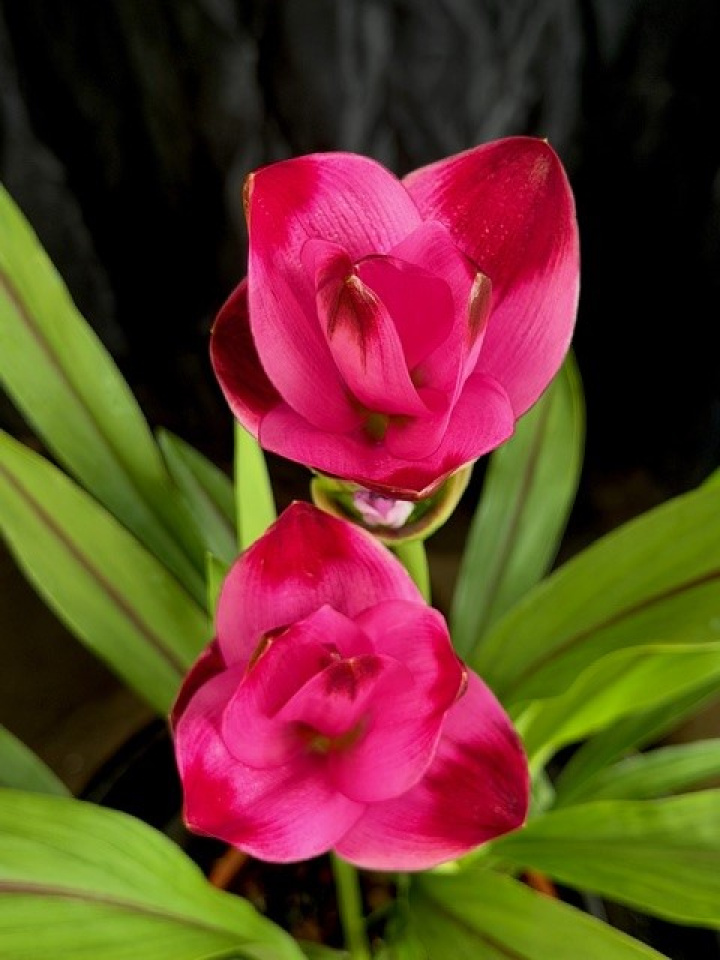 Curcuma alismatifolia Siam Splash i gruppen Växter / Krukväxter / Blommande växter hos Åsby Hem & Trädgård (195838)