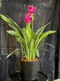 Curcuma alismatifolia Siam Splash