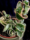 Hoya carnosa Compacta Variegata