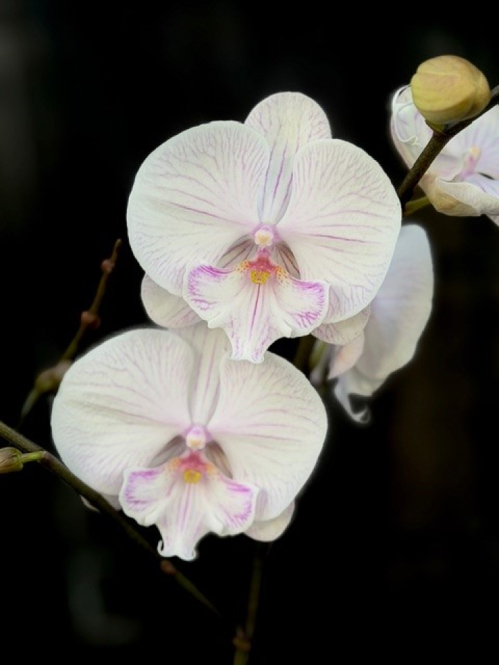 Phalaenopsis Manta Ambon i gruppen Växter / Krukväxter / Orkidéer hos Åsby Hem & Trädgård (195848)