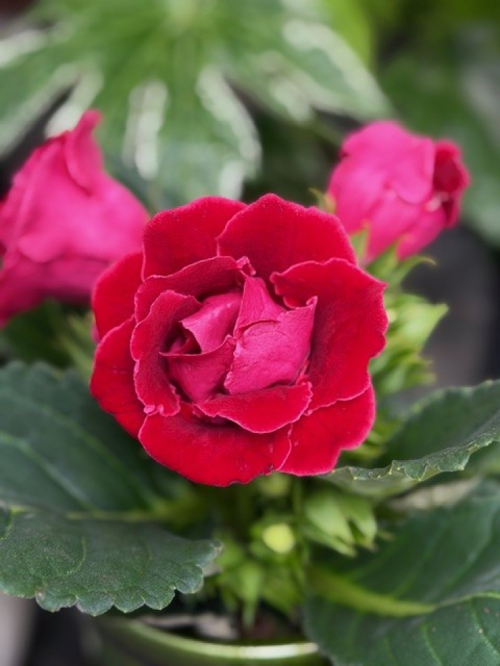 Sinningia Sonata (röd) i gruppen Växter / Krukväxter / Blommande växter hos Åsby Hem & Trädgård (195849)